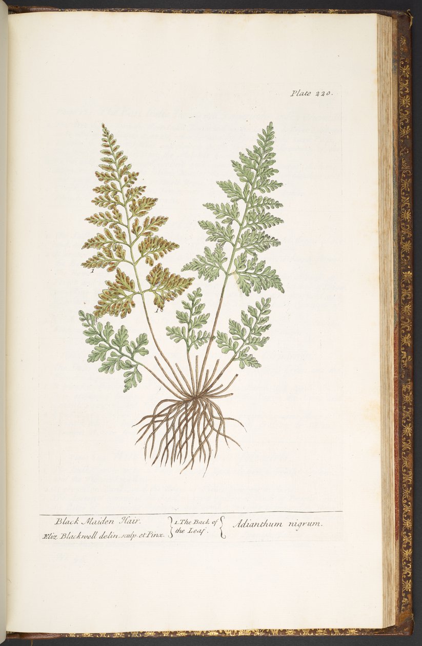 Tafel 220, Schwarzes Frauenhaar, aus 