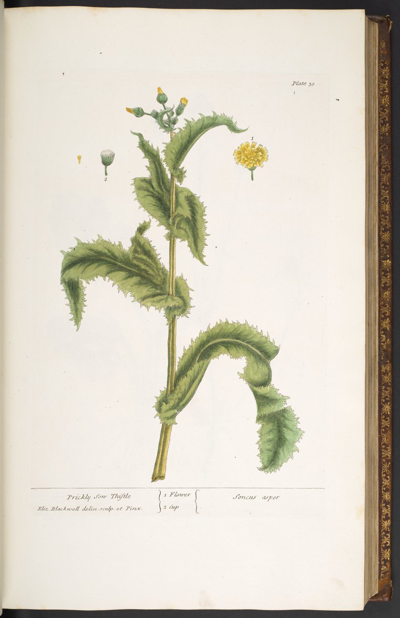 Tafel 30, Stachelige Sonndistel, aus 