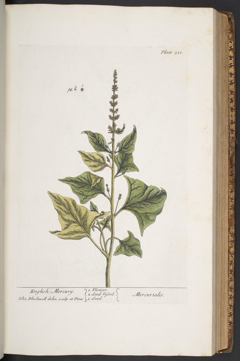 Tafel 311, aus 