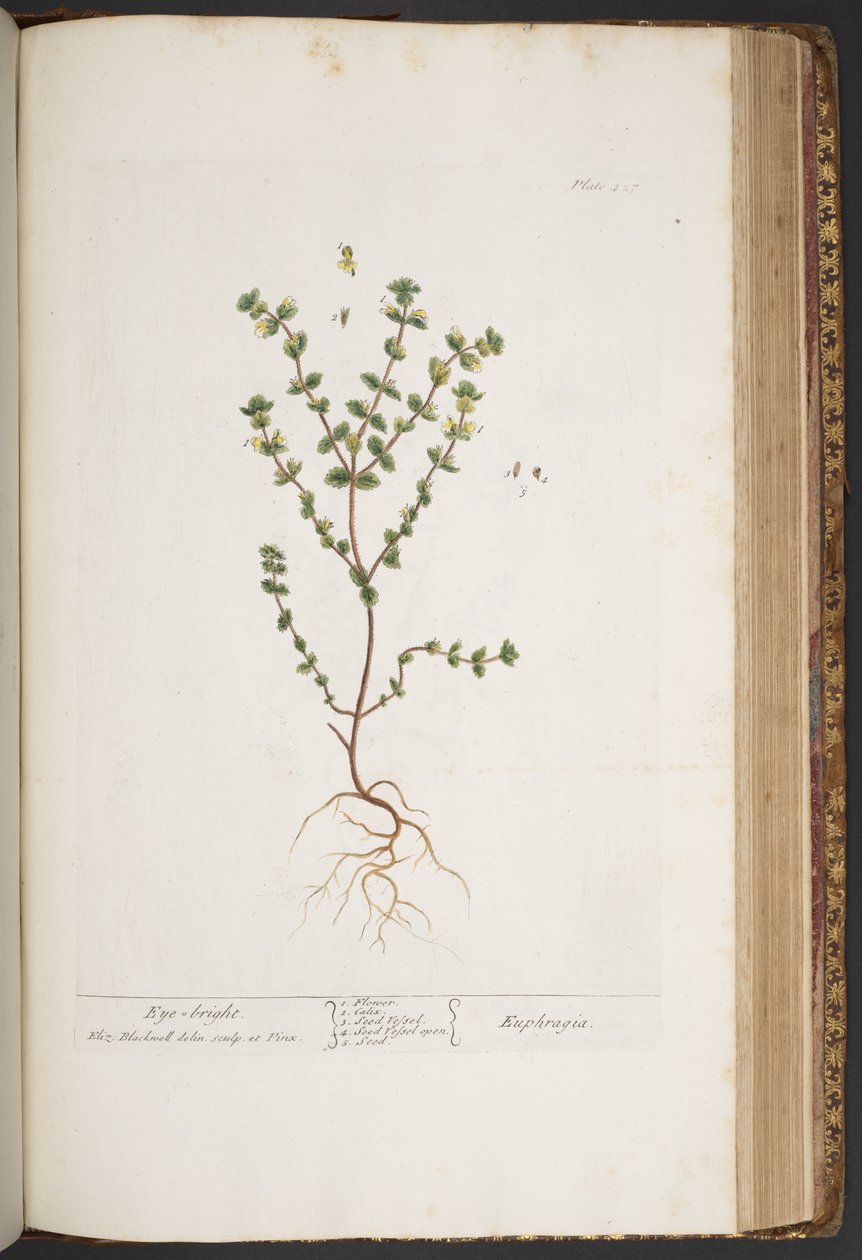 Tafel 427, aus 