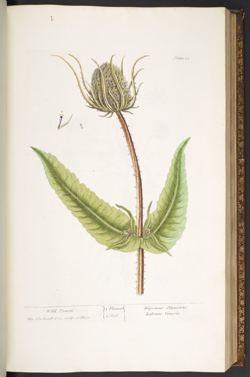 Tafel 50, Wild Teasel, aus 