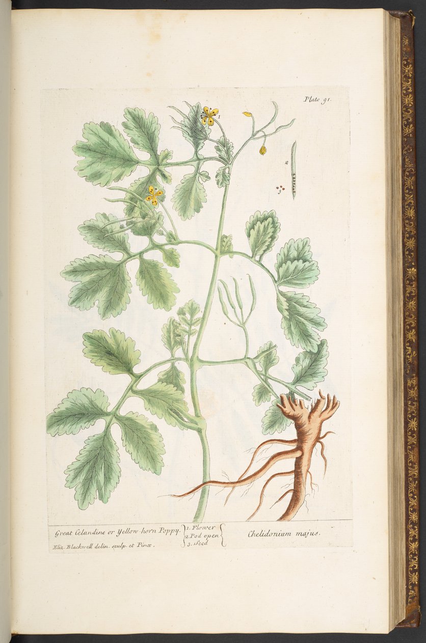Tafel 91, Schöllkraut oder Gelber Hornmohn, aus 