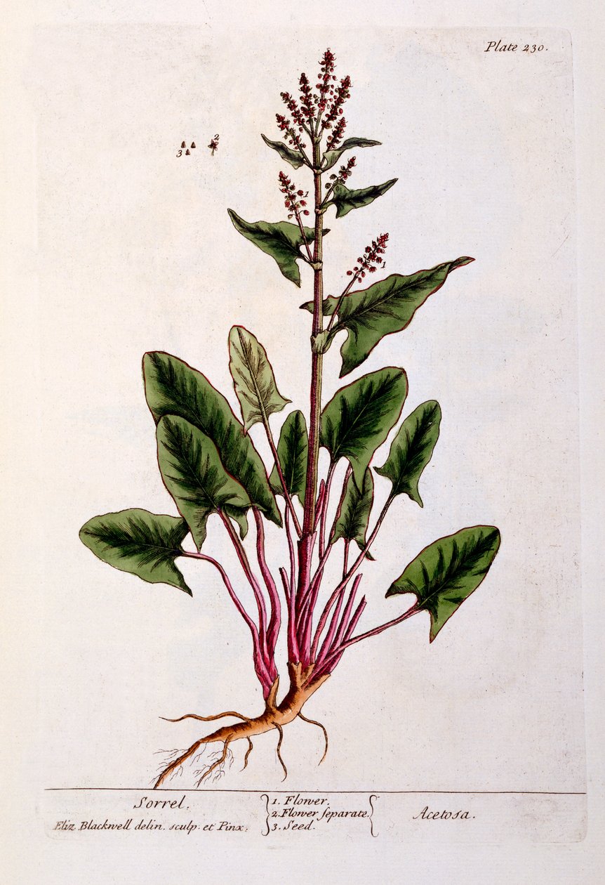 Sauerampfer, Tafel 230 aus 