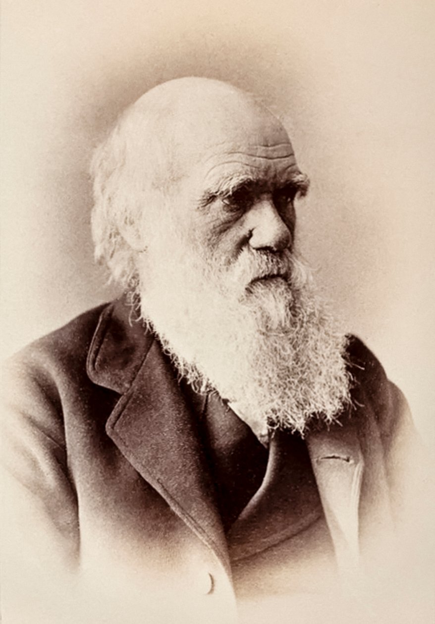 Charles Darwin: Englischer Naturforscher von Elliott und Fry Studio