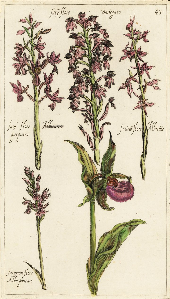Verschiedene europäische Orchideenarten, Frauenschuh-Orchidee, Cypripedium calceolus von Emanuel Sweert