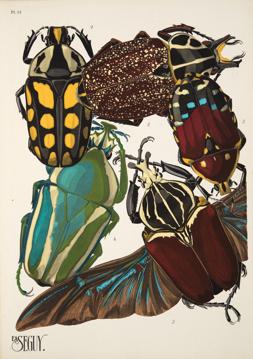 Tafel 11 aus Insekten, veröffentlicht in den 1930er Jahren von Émile Allain Séguy