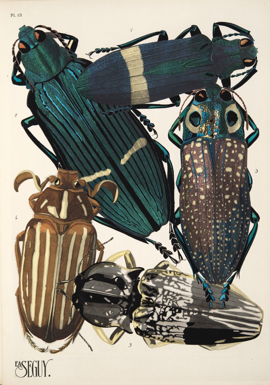 Tafel 13 aus Insekten, veröffentlicht in den 1930er Jahren von Émile Allain Séguy