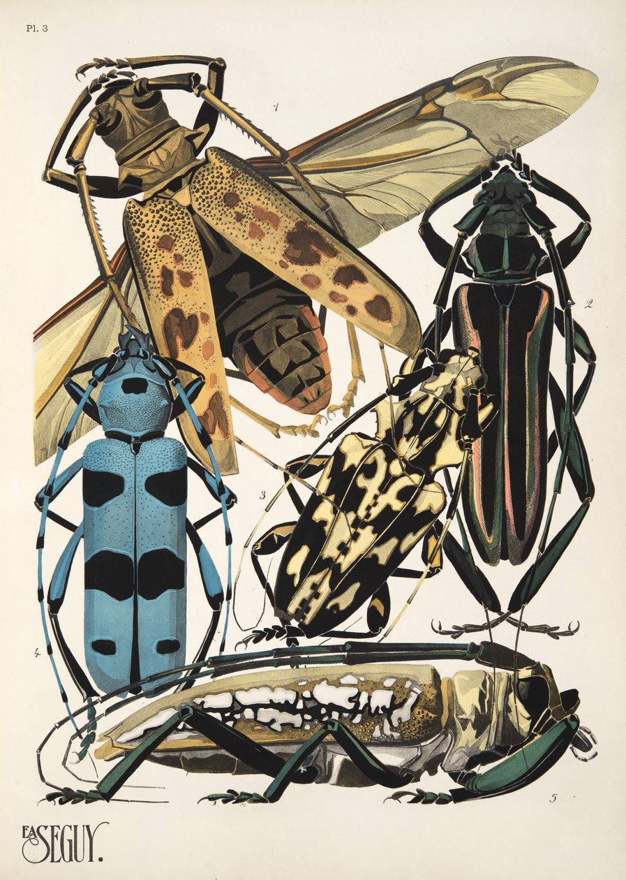 Tafel 3 aus Insekten, veröffentlicht in den 1930er Jahren von Émile Allain Séguy