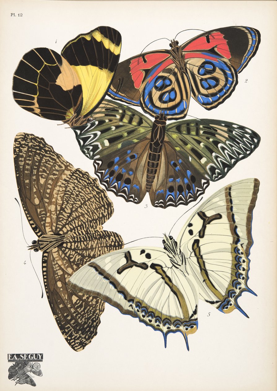 Tafel 12 aus Papillons, veröffentlicht 1925 von Émile Allain Séguy