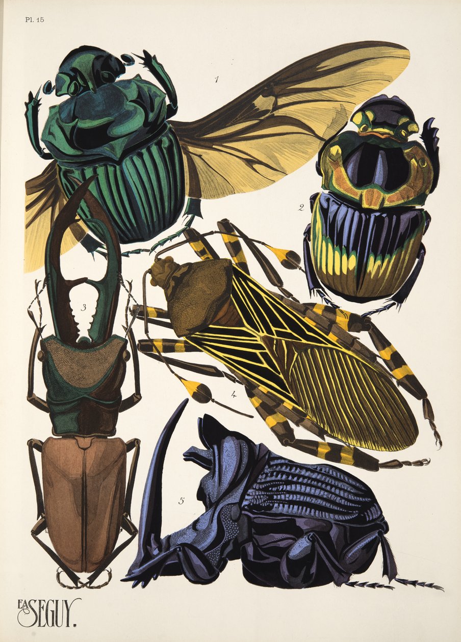 Tafel 15 aus Insekten, veröffentlicht in den 1930er Jahren von Émile Allain Séguy