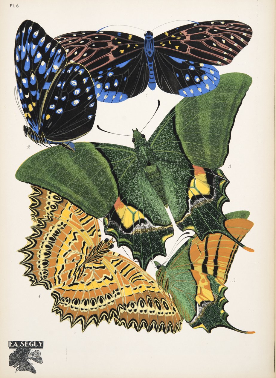 Tafel 6 aus Papillons, veröffentlicht 1925 von Émile Allain Séguy
