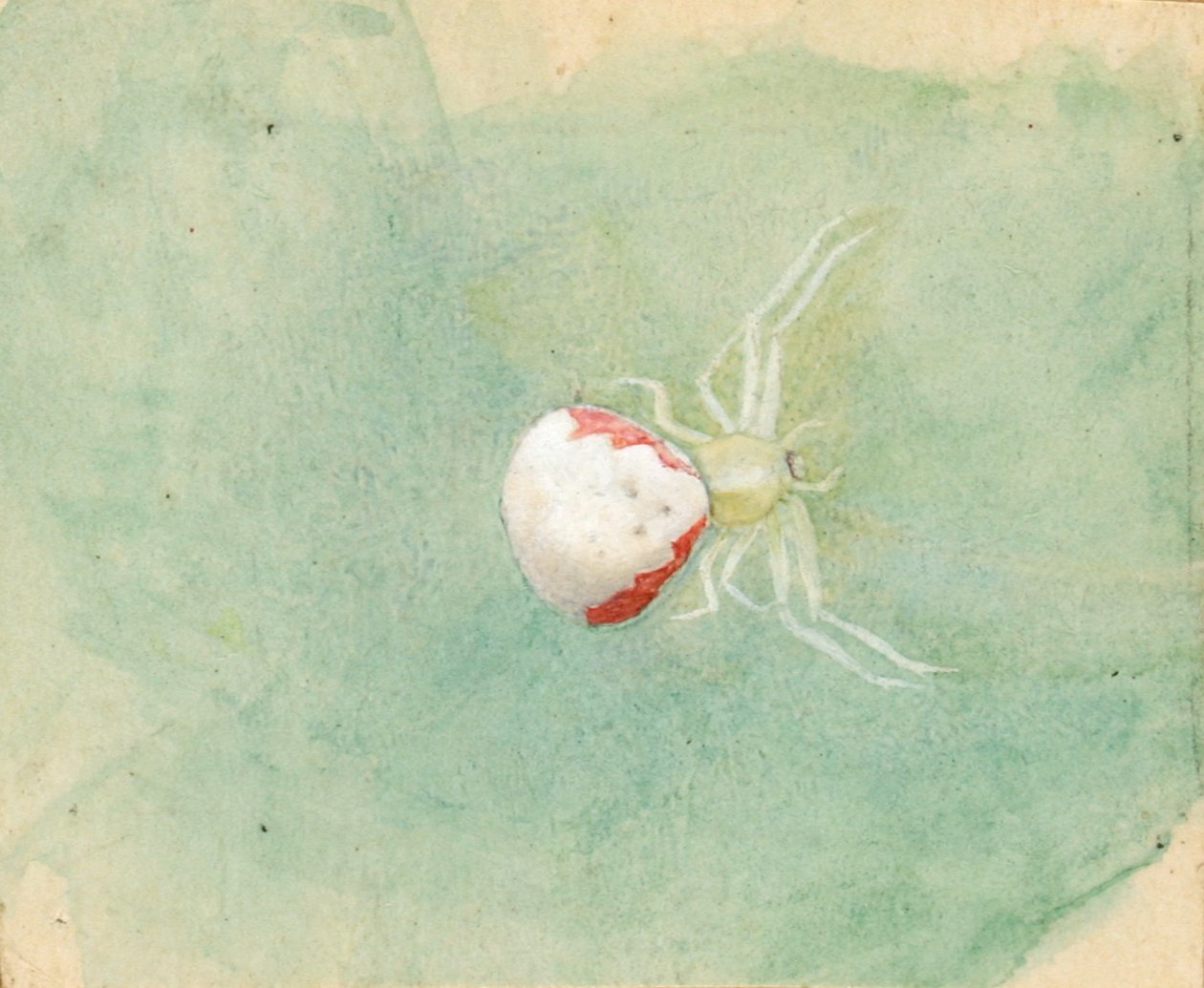 Porzellan-Weiße Spinne, spätes 19. - frühes 20. Jahrhundert von Emma Beach Thayer