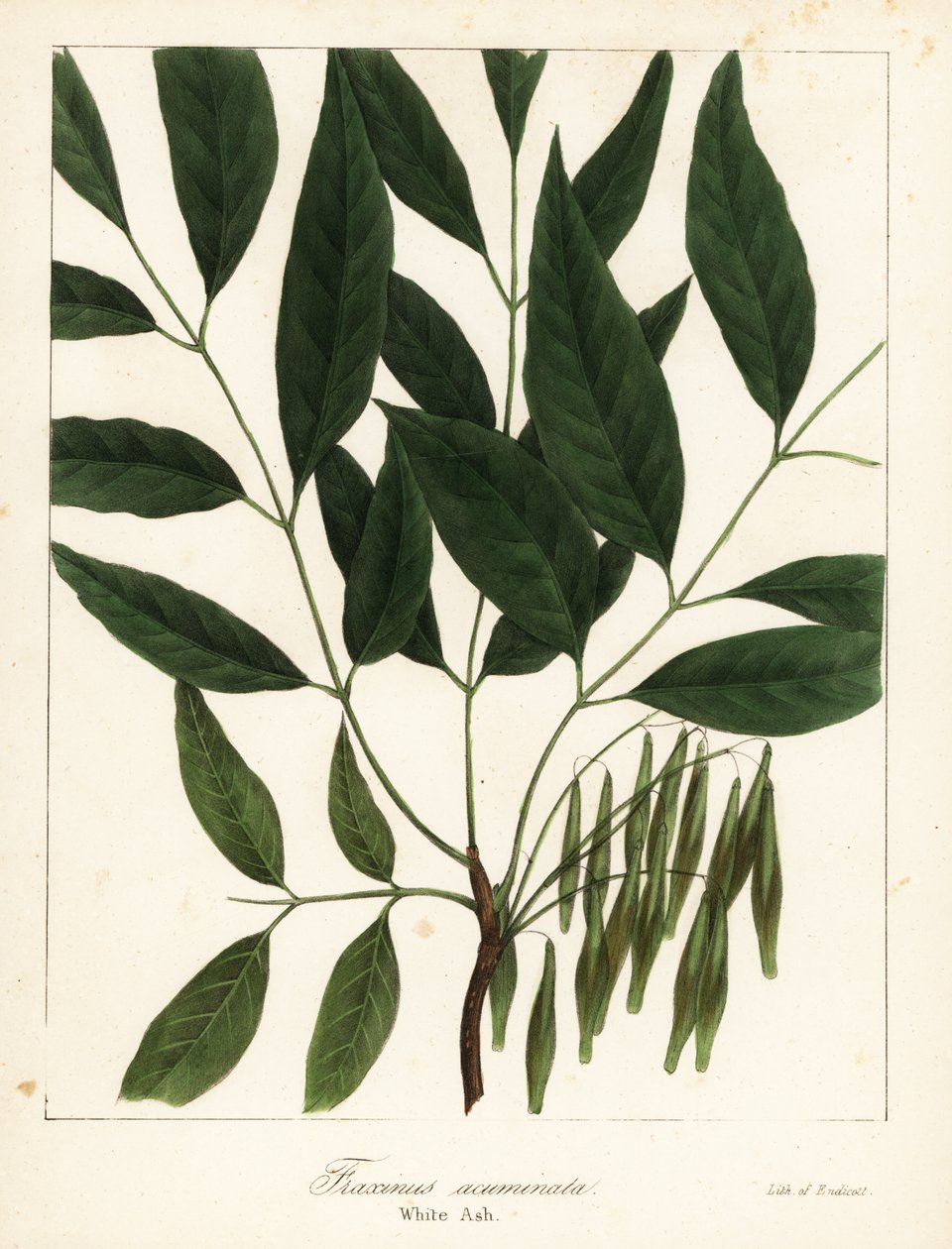 Amerikanische Esche, Fraxinus americana von Endicott Endicott