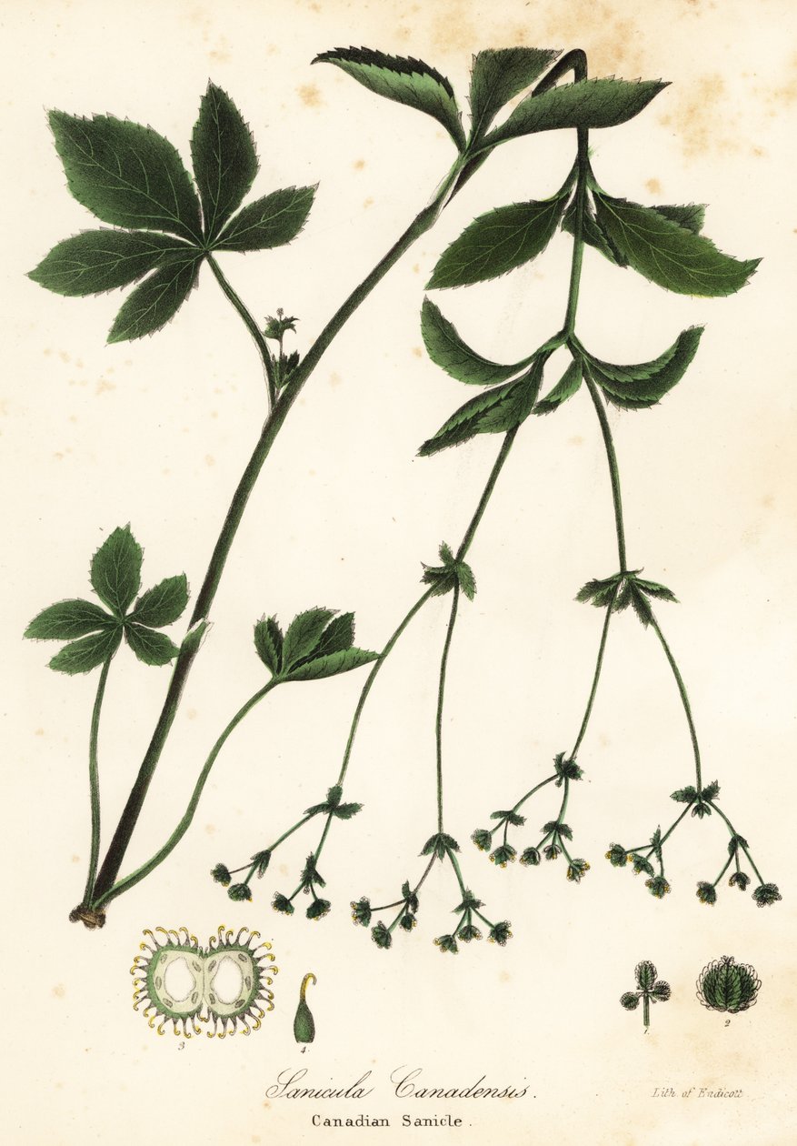 Kanadische Schwarzwurzel oder Kanadische Sanikel, Sanicula canadensis von Endicott Endicott