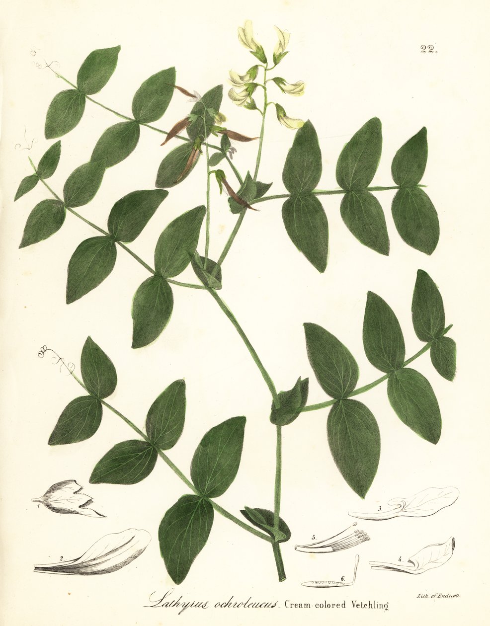 Cremeerbse oder cremefarbene Platterbse, Lathyrus ochroleucus von Endicott Endicott