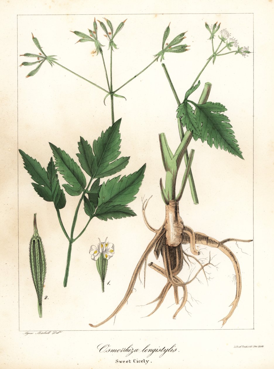 Langstielige Süßdolde, Osmorhiza longistylis von Endicott Endicott