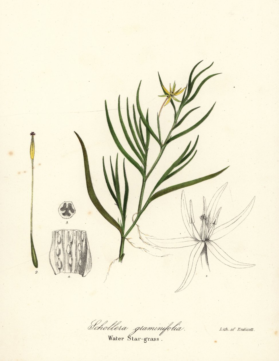 Schlamm-Plantain oder Wasserhyazinthe, Heteranthera dubia (Wasserstern-Gras, Schollera graminifolia) von Endicott Endicott