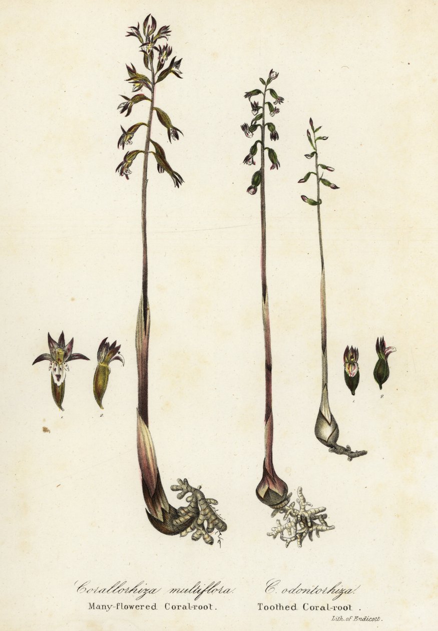 Gefleckte Korallenwurzel, Corallorhiza maculata, und Herbst-Korallenwurzel, Corallorhiza odontorhiza (Vielblütige Korallenwurzel, Corallorhiza multiflora, und Gezähnte Korallenwurzel) von Endicott Endicott