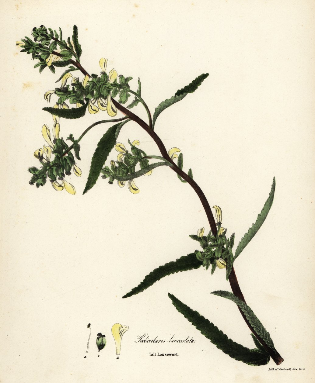Hohe Läusekraut, Pedicularis lanceolata von Endicott Endicott