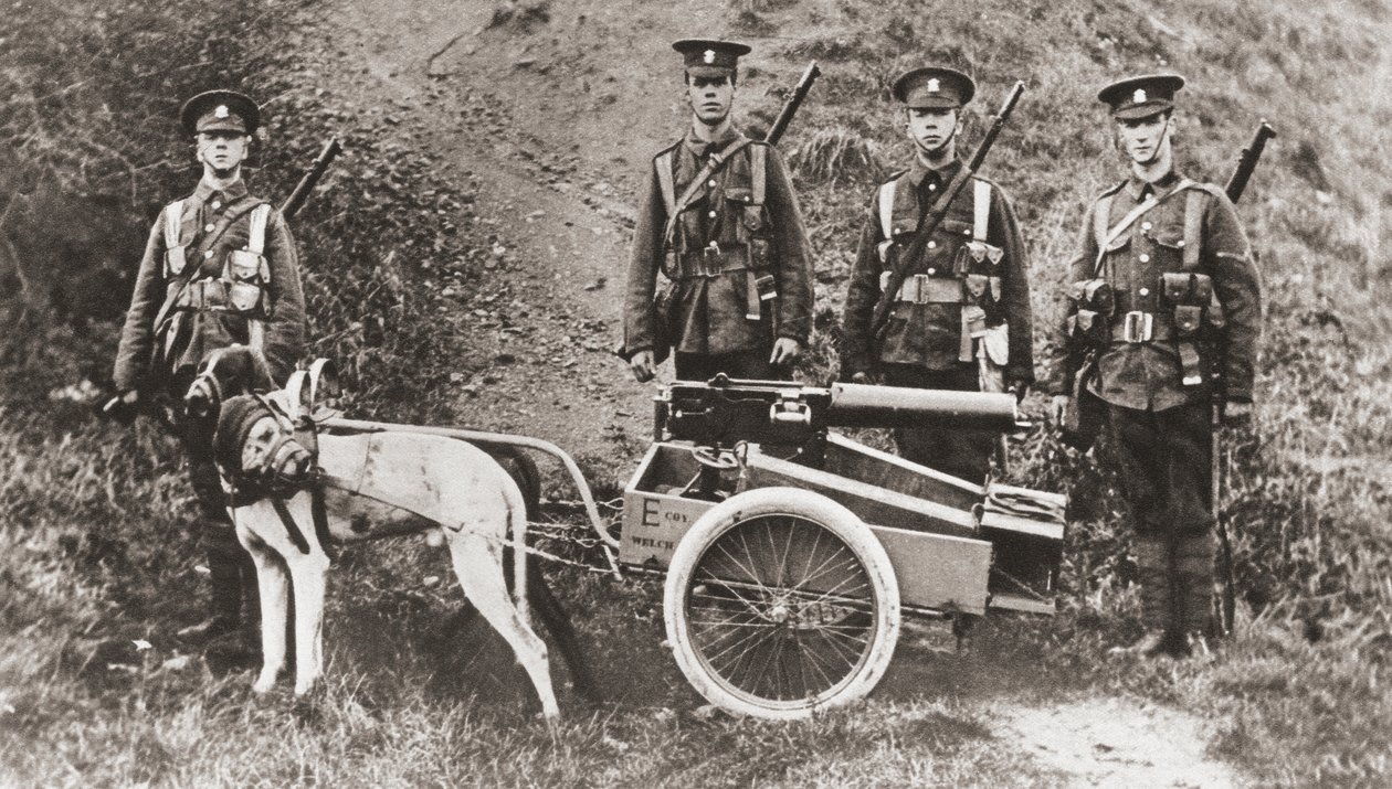 Britische Armee benutzt Hunde zum Ziehen eines Maschinengewehrs während des Ersten Weltkriegs, aus 