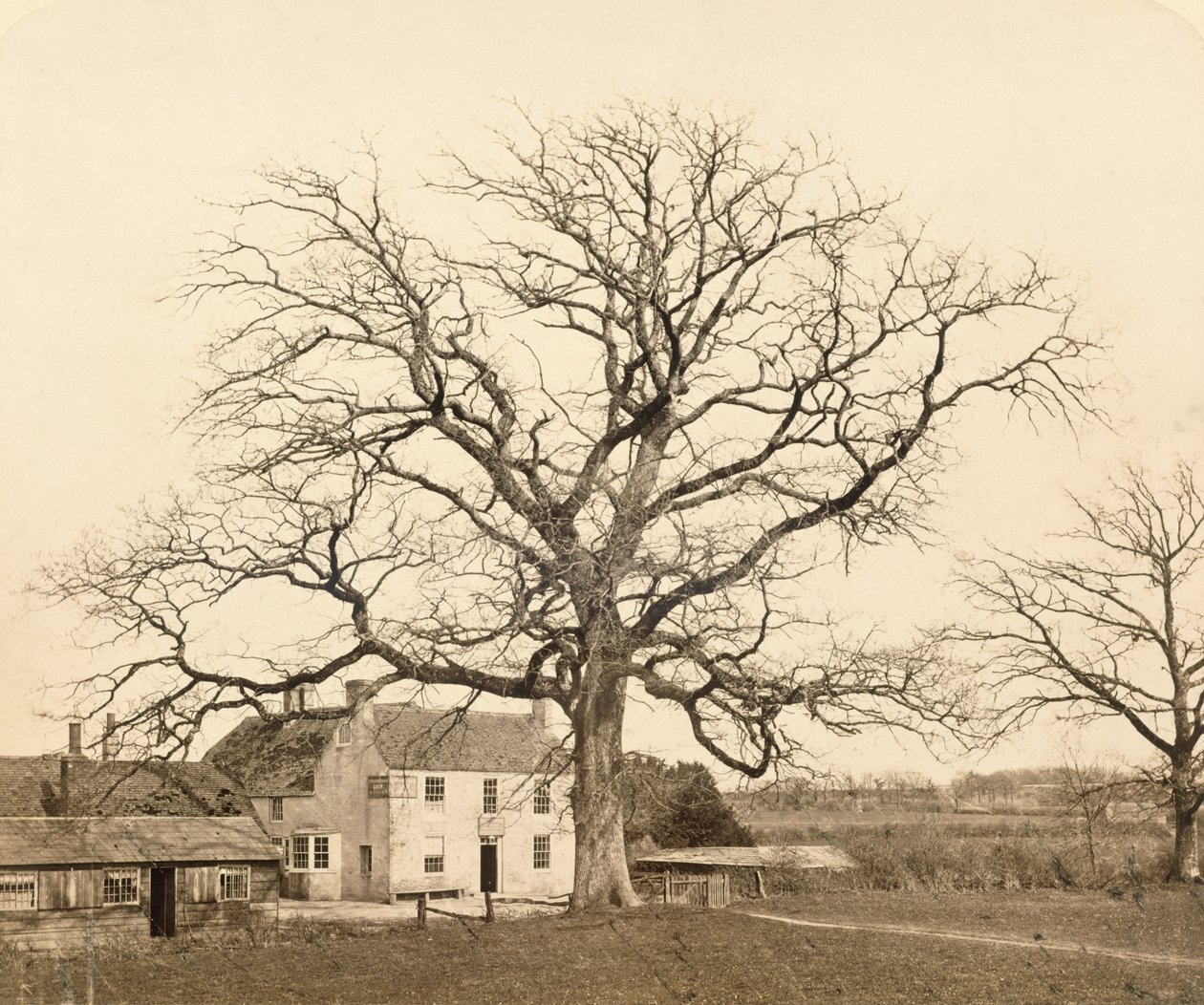 Eiche (im Winter) Friars Oak, Clayton, Sussex, 1860 (Albumindruck von Nasskollodium-Negativ) von English Photographer