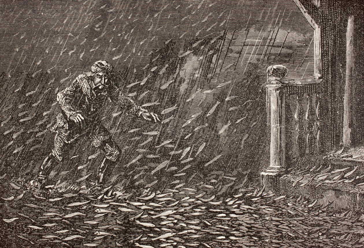 Ein Fischregen in Transsilvanien, Rumänien von English School