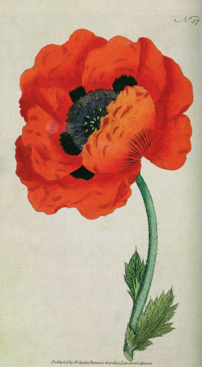 Orientalischer Mohn (Papaver orientale), Tafel 57 aus William Curtis The Botanical Magazine (oder Flower Garden Displayed), veröffentlicht 1787 von English School