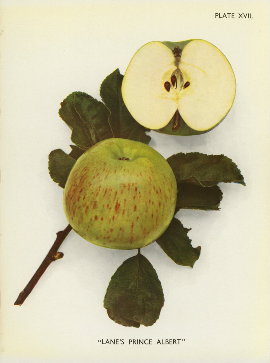 Äpfel von England: Lane