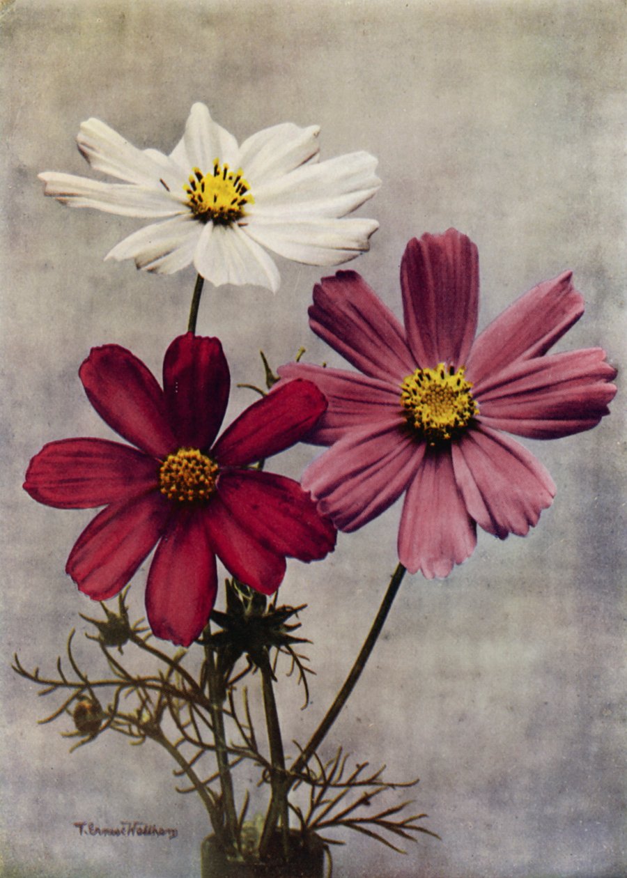 Cosmos Bipinnatus von English Photographer
