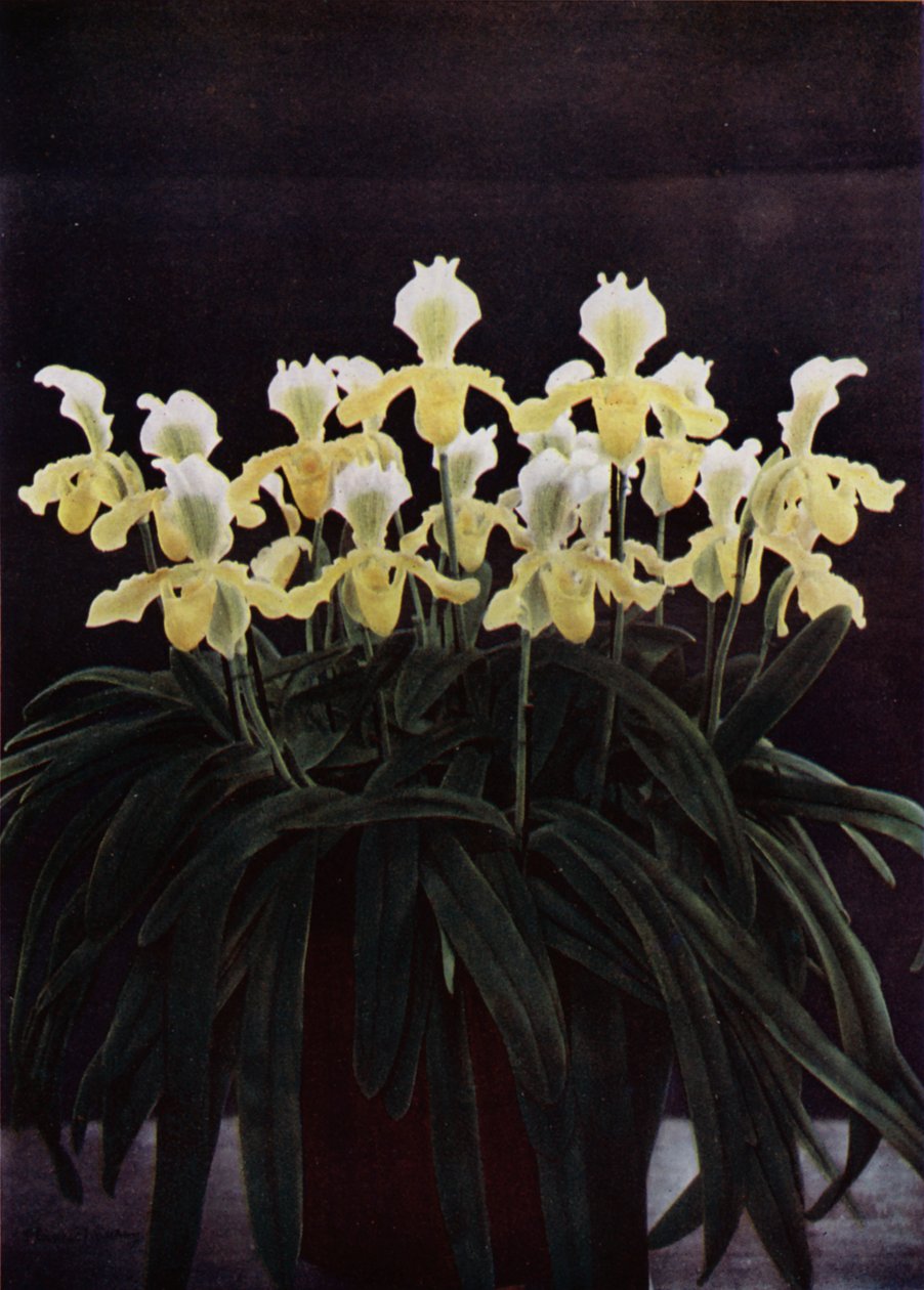 Cypripedium Insigne Sanderae von English Photographer