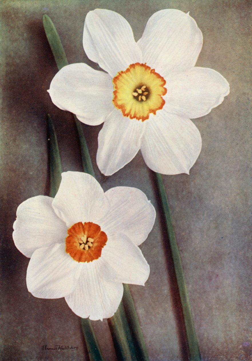 Narzisse von English Photographer