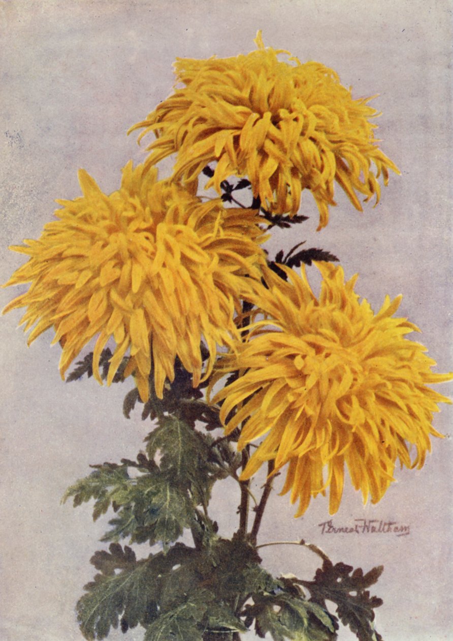 Dezembergold von English Photographer