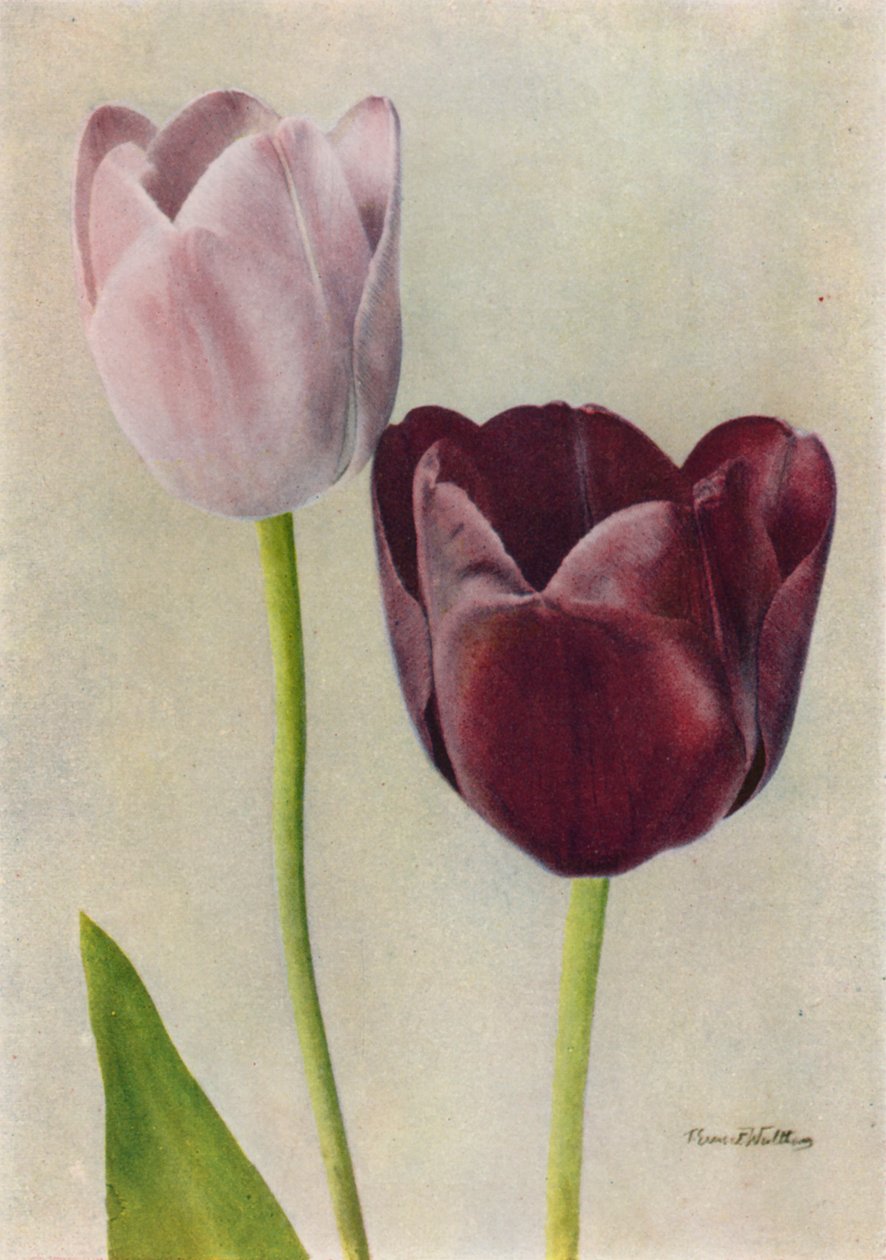 Euterpe und Frans Hals von English Photographer