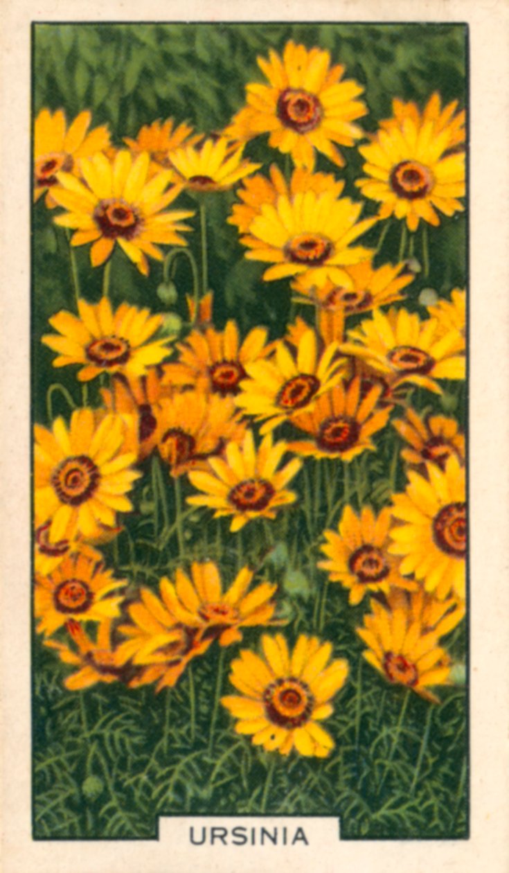 Gartenblumen: Ursinia von English Photographer