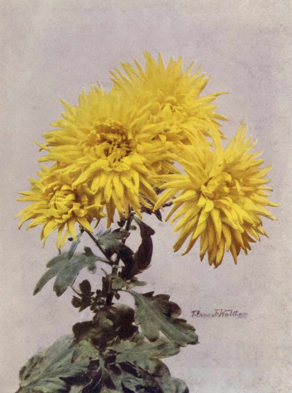 Horace Martin von English Photographer