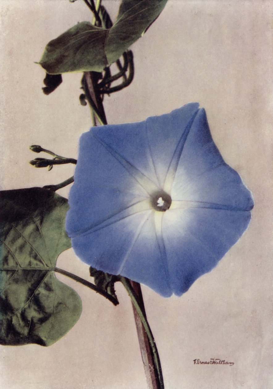 Ipomoea Rubro-Coerulea von English Photographer