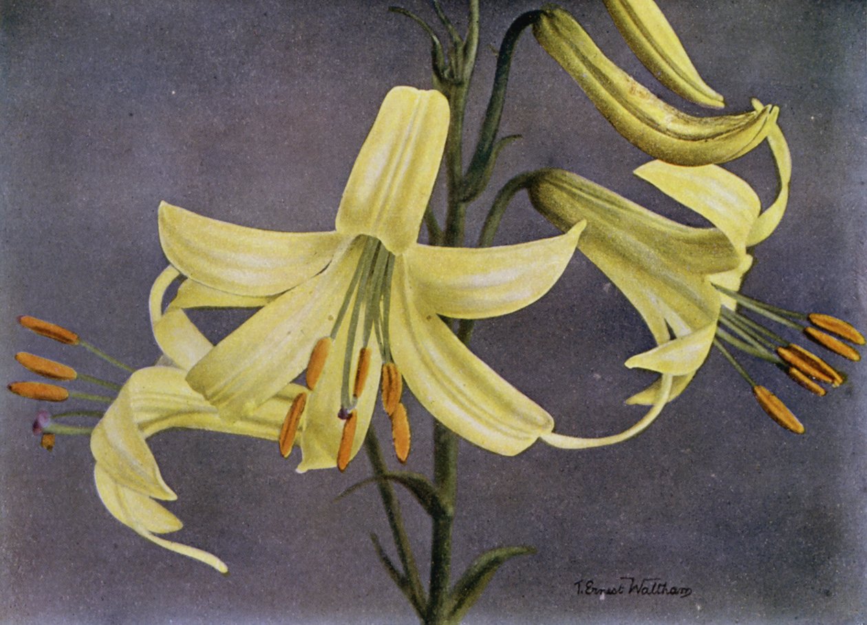 L Parryi von English Photographer