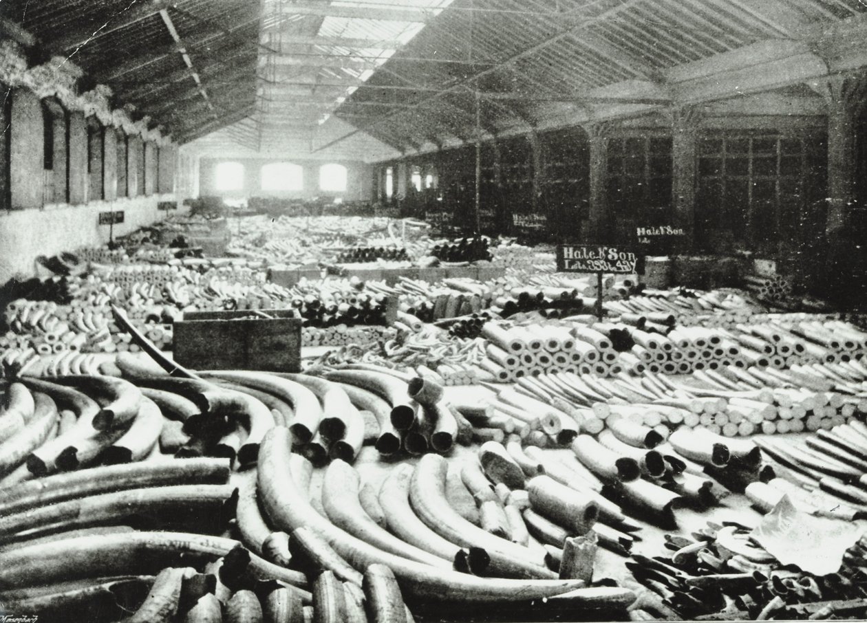 London Docks: Elfenbeinlager, 1895 von English Photographer