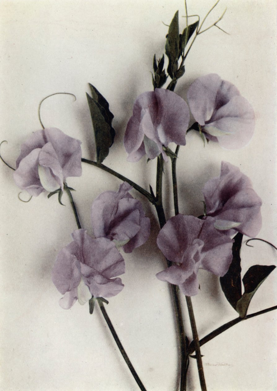 Meisterwerk von English Photographer