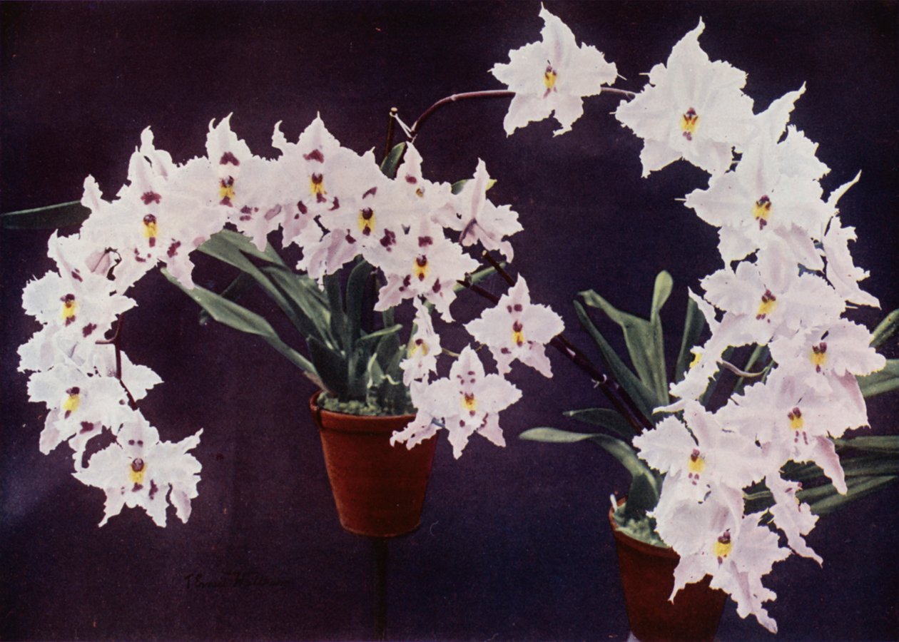 Odontoglossum Crispum von English Photographer