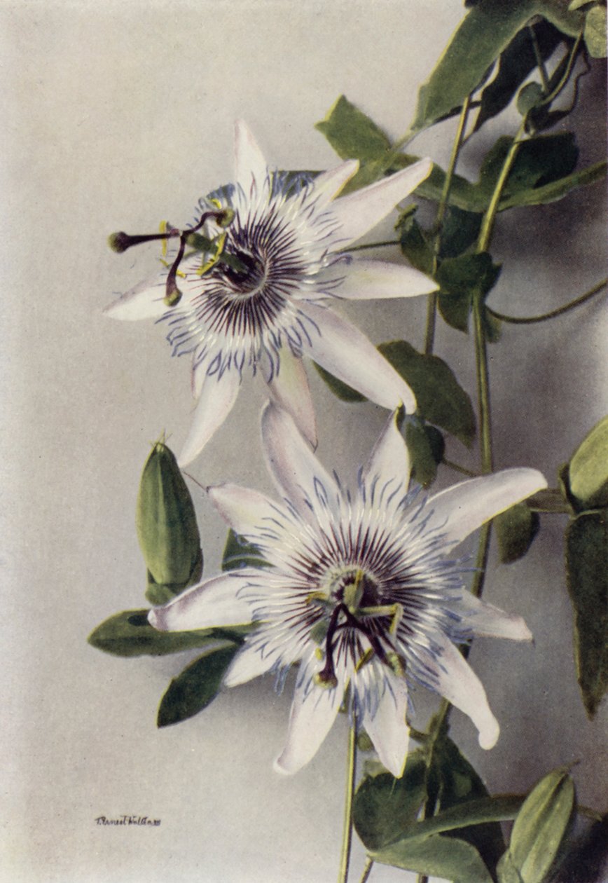 Passiflora Coerulea, Constance Elliott von English Photographer