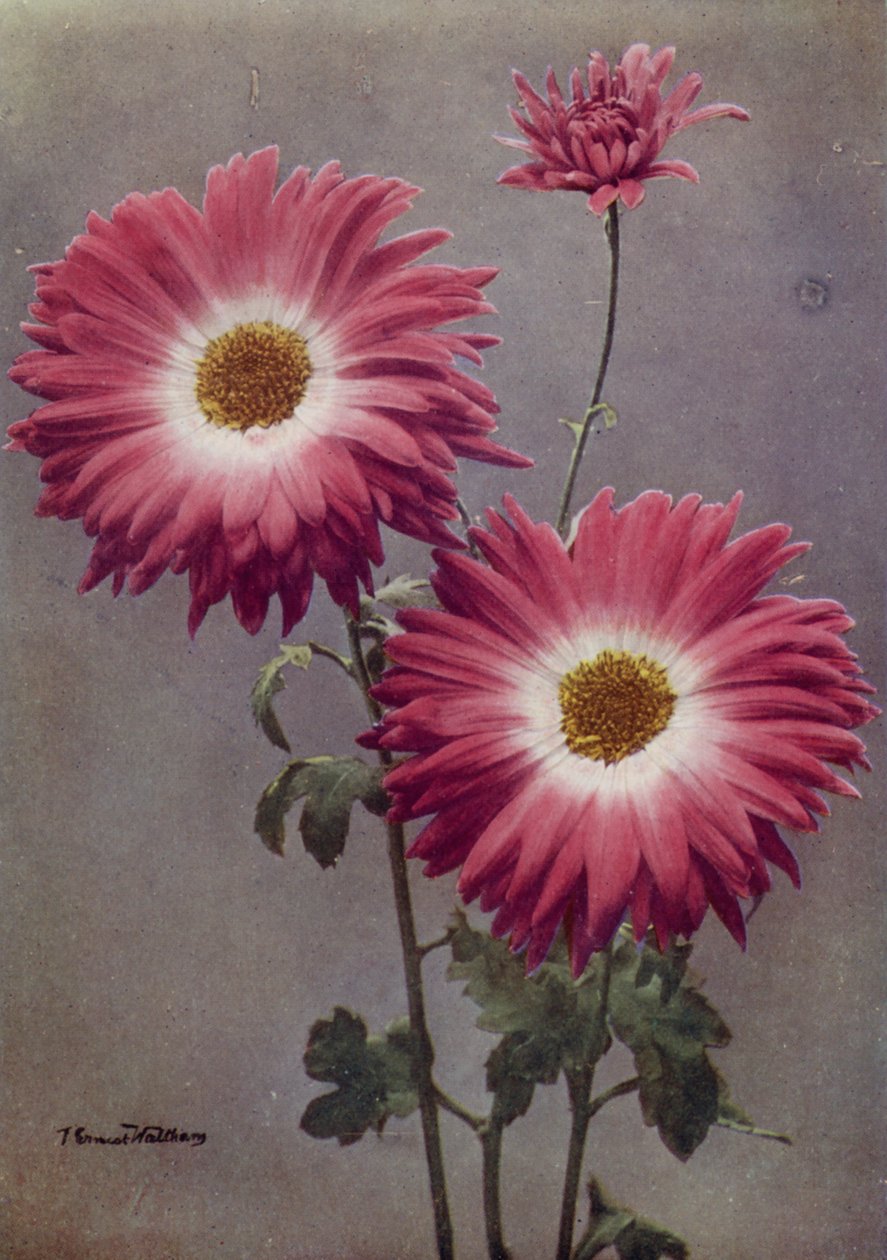 Percy Arnold von English Photographer