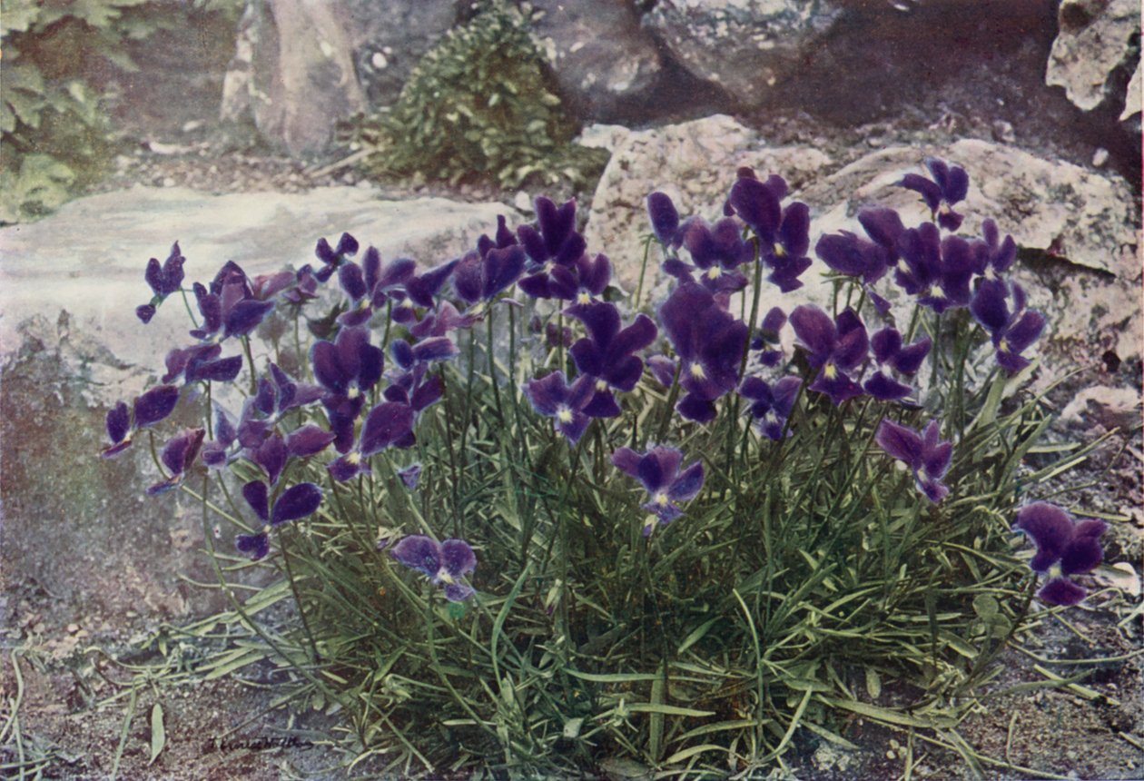 Viola Gracilis von English Photographer