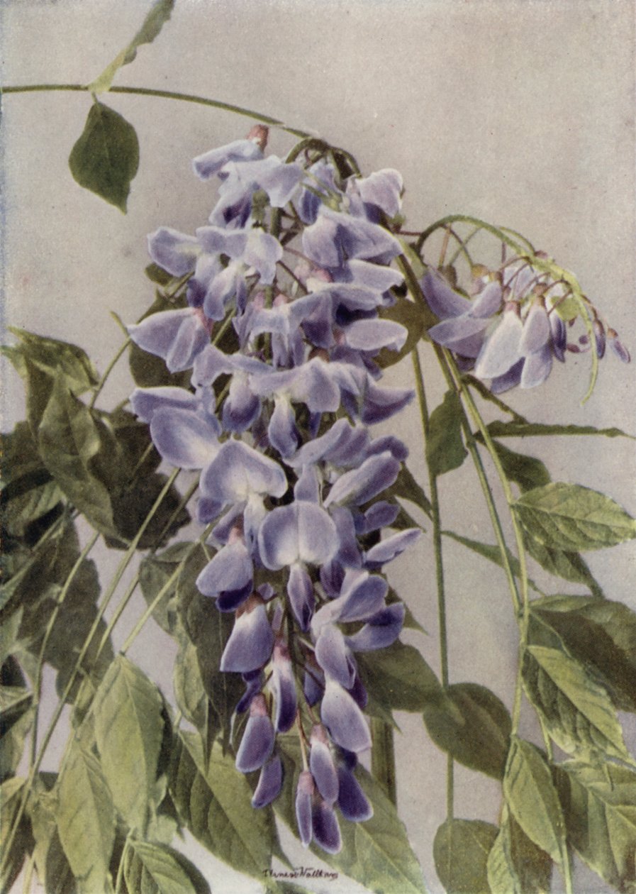 Wisteria Chinensis von English Photographer