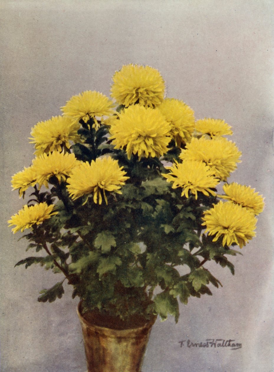 Gelbe Caprice du Printemps von English Photographer