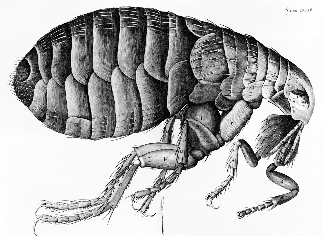 Ein Floh aus der Mikroskopbeobachtung von Robert Hooke (1635-1703), 1665 von English School