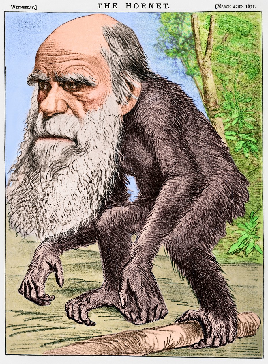 Ein ehrwürdiger Orang-Utan, eine Karikatur von Charles Darwin als Affe von English School