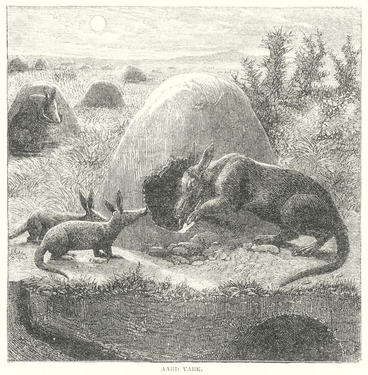 Erdferkel von English School