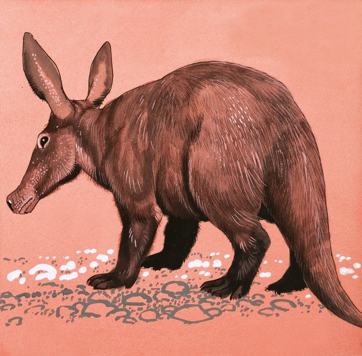 Aardvark von English School