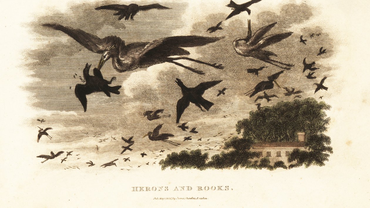 Luftkampf zwischen Reihern und Saatkrähen um Nistplätze in der Nähe von Daniel Wilsons Haus Dallam Tower, Westmorland von English School